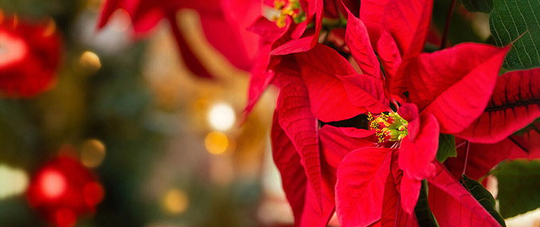 December - Poinsettia