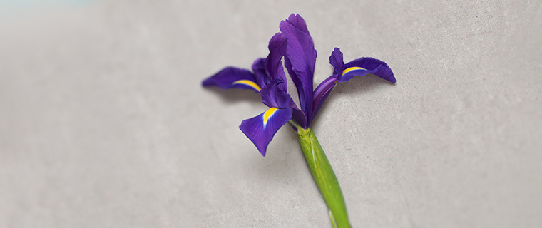 February - Iris