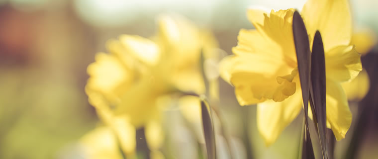 March – Daffodil
